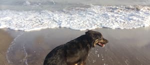 Estaba perdido, ellos lo adoptaron y, en la playa, descubrieron el tesoro de una conexión única