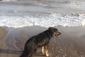 Estaba perdido, ellos lo adoptaron y, en la playa, descubrieron el tesoro de una conexión única