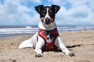 Lo abandonaron en una caja con otros cachorros, adoptaron a todos menos a él y una coincidencia cambió su suerte