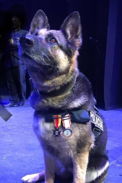 Blanca, agente policial canina, condecorada en 2018 por su labor en la detección de estupefacientes