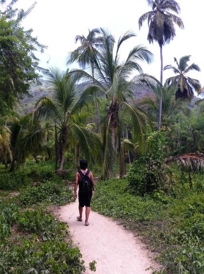 Uno de los tantos senderos del Tayrona.