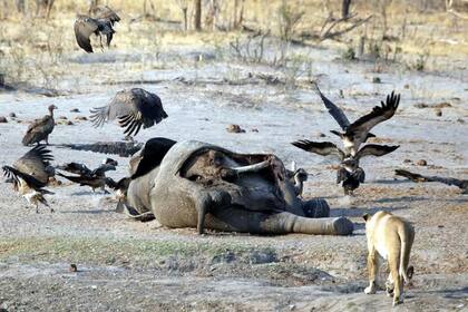 Autoridades de Botsuana confirmaron que investigan la muerte de los elefantes provocada por una enfermedad desconocida