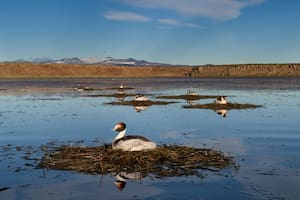 Una especie que estuvo en peligro de extinción por años volvió a reproducirse en la Patagonia