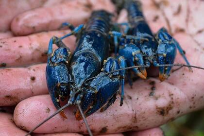 Así es el escurridizo cangrejo azul que buscaban hace 45 años en Ohio - Fuente: Facebook