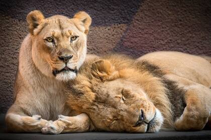 Siempre juntos: una pareja de leones que vivió 21 años, mucho más que la expectativa promedio de vida