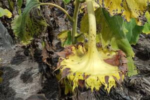 Alerta sanitaria: el girasol llama y es hora de ocuparse