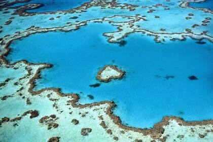 Las barreras de coral sólo representan el 1 por ciento del lecho marino, y sin embargo son fundamentales para los ecosistemas oceánicos