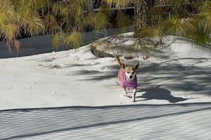 Guiada por su instinto, cruzaba al patio del vecino por un agujero en el cerco para sanar una pérdida