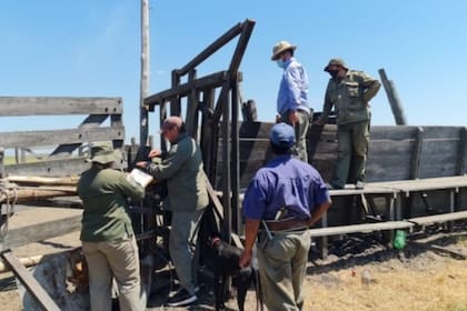 Uno de los operativos en los que se descubrió hacienda robada