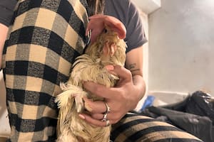 Estaba inmóvil cuando la encontraron, la descartaron de la industria: “Las esperanzas eran pocas”