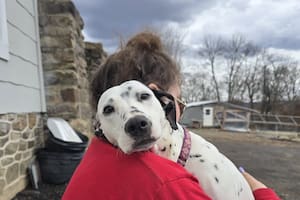 Cubierta de moscas, la encontraron en un callejón gracias a una denuncia anónima