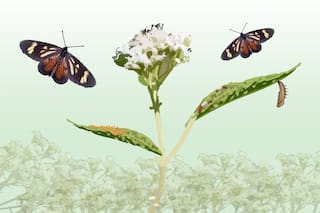 Todo lo que tenés que saber para lograr un jardín de mariposas y repoblar la ciudad