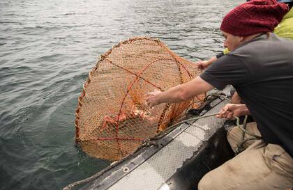 Pesca artesanal con redes cónicas donde el animal entra, pero no puede salir.