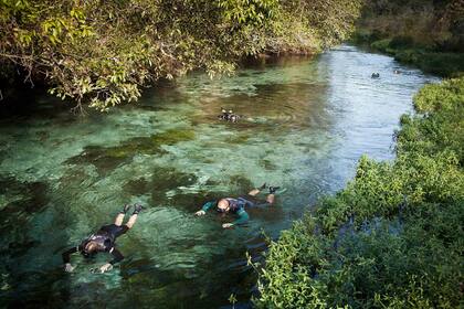 Flotación del río Sucuri: angosto y muy transparente, es ideal para quienes debutan con esta actividad. 