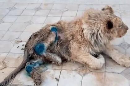 La repercusión del hecho llegó al presidente Vladimir Putin