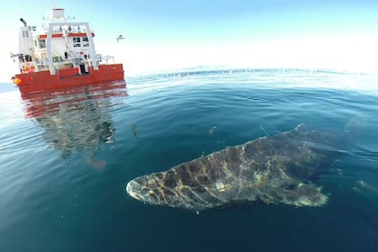 El tiburón de Groenlandia es el vertebrado más viejo de la Tierra y solo vive en las frías aguas de los océanos árticos