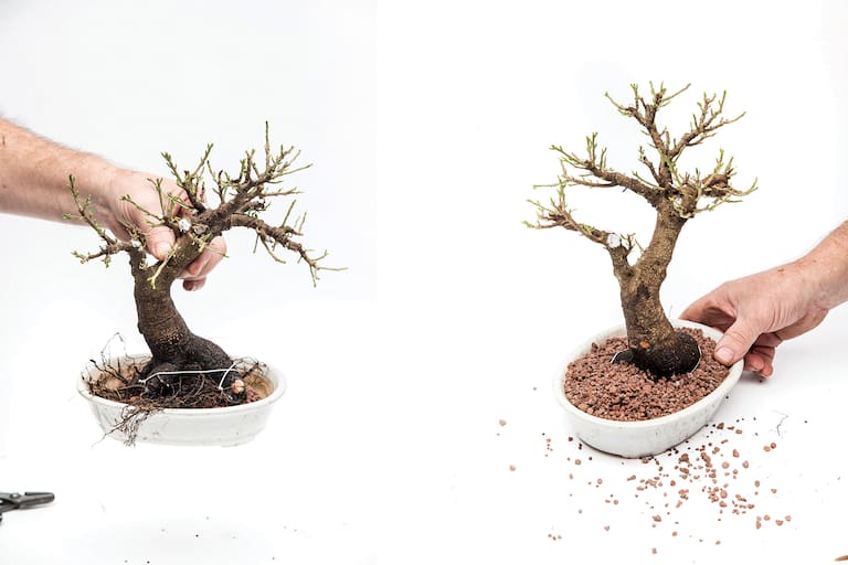 Se ata firmemente a planta; no debe quedar floja. Luego, se coloca con la copa el sustrato hasta completar la maceta. Fotos: Inés Clusellas