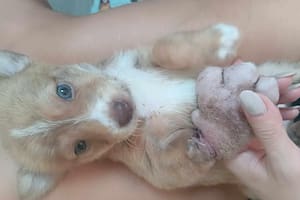 La abandonaron al costado de un camino y quedó impactado cuando la rescató: “Tenía la pata más grande que jamás había visto”