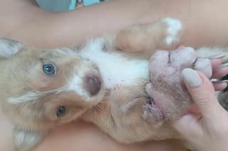 La abandonaron al costado de un camino y quedó impactado cuando la rescató: “Tenía la pata más grande que jamás había visto”