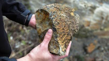 El bosque quedó como estaba y fue descubierto por investigadores en Brasil