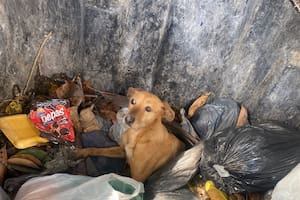 La tiraron en un contenedor de basura y cuando la encontraron, supieron la triste verdad