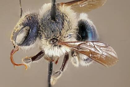 Una especie de abeja azul muy rara y oriunda de Florida fue encontrada por expertos
