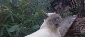 Lo dieron en adopción y bloquearon a los nuevos tutores cuando quisieron conocer sus rutinas