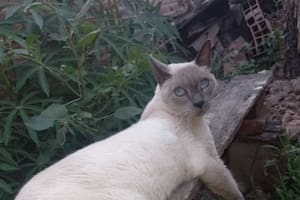 Lo dieron en adopción y bloquearon a los nuevos tutores cuando quisieron conocer sus rutinas