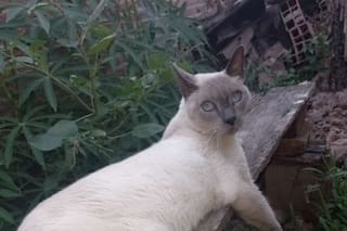 Lo dieron en adopción y bloquearon a los nuevos tutores cuando quisieron conocer sus rutinas