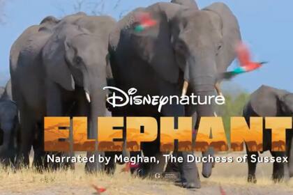 Meghan vuelve a la televisión, donde se hizo famosa con la serie Suits. Ahora, pone su voz a un documental de Disney sobre los elefantes