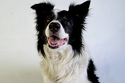 Seis border collies serán los protagonistas de este experimento donde participan España, Brasil, Holanda, Estados Unidos, Noruega y Hungría