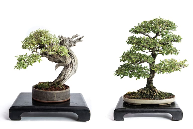 Cada diseño busca transmitir equilibrio, movimiento y naturalidad, sin forzar al árbol más allá de lo que puede dar. Fotos: Inés Clusellas