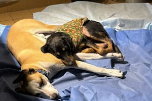 Con un abrigo gastado y collar, apareció mientras paseaba a su perro, lo rescató y ocurrió algo inesperado