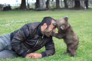 La increíble historia de un oso pardo que nació en un circo, perdió a su madre y venció los malos pronósticos