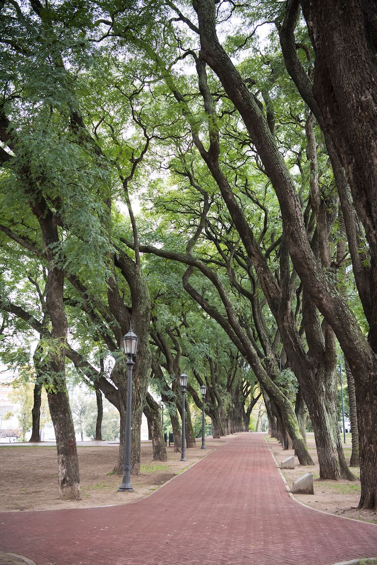 La arboleda del Parque Lezama es rica en especies que proveen diversidad de formas y colores al paisaje.