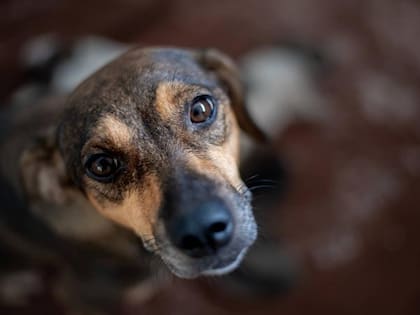 Los perros criollos son los perros menos propensos a enfermarse, según la médica veterinaria