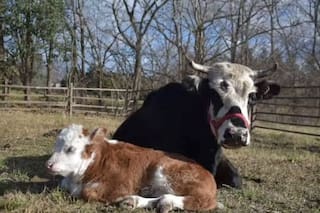 En plena autopista, saltó de un camión en movimiento para salvar su vida pero nadie imaginó lo que protegía.