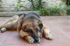 Lo abandonaron enfermo y, con el último aliento, llegó a la entrada de un barrio: “Fue difícil acercarse del olor que tenía”