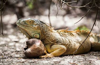 Una de las tantas enormes iguanas que circulan por la isla.