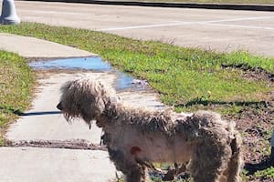 Era tan dulce que no hizo falta más que una caricia para cambiar su vida