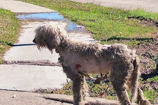 Era tan dulce que no hizo falta más que una caricia para cambiar su vida