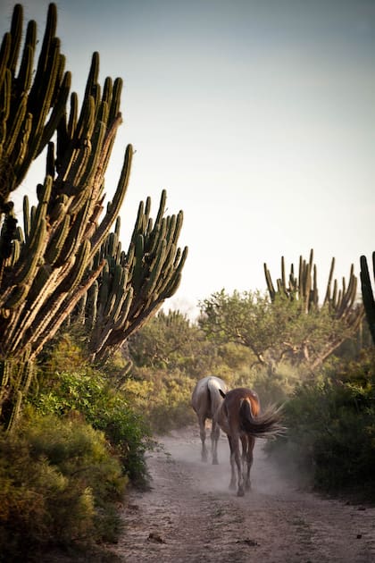 Caballos y cardones candelabro en el camino a la reserva natural de Químili Paso, de la Asociación Adobe