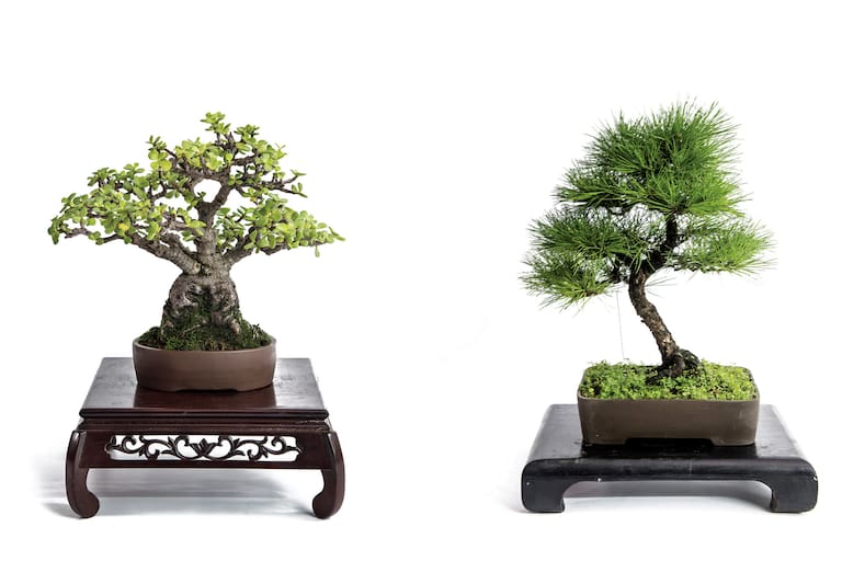 Cada diseño busca transmitir equilibrio, movimiento y naturalidad, sin forzar al árbol más allá de lo que puede dar. Fotos: Inés Clusellas