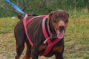 Peleaba con otros perros y rompía muebles en la casa; pero ella encontró la manera de ayudarlo