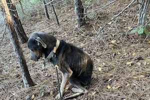 En el bosque, estaba a horas de morir congelado cuando alguien lo encontró: “Lo abracé para que no se desmayara”