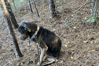 En el bosque, estaba a horas de morir congelado cuando alguien lo encontró: “Lo abracé para que no se desmayara”