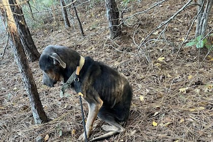 En el bosque, estaba a horas de morir congelado cuando alguien lo encontró: “Lo abracé para que no se desmayara”