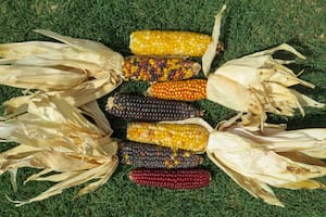 La argentina que innova con sorgos, maíces y girasoles por mutación natural