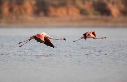 Flamencos en vuelo sobre la laguna.