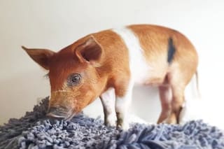 La vieron atada a una reja en un baldío, sin agua ni alimento; esperaba su cruel final
